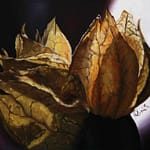 Physalis