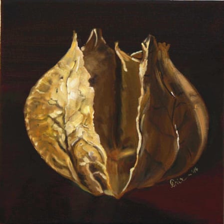 Physalis 1