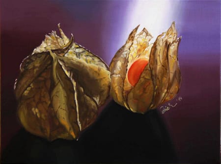 Physalis 2