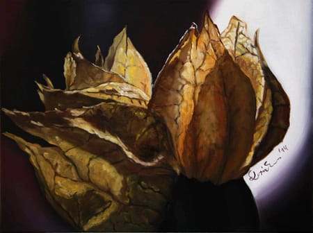 Physalis 3